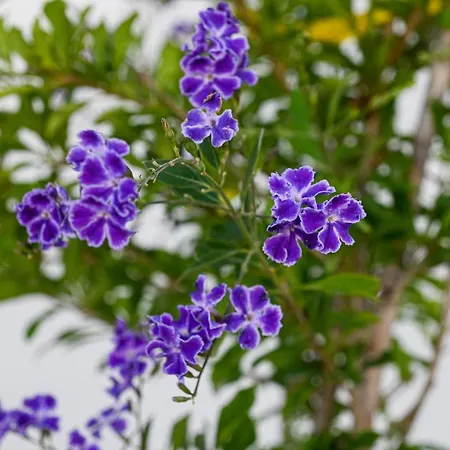 Appartement Mati Luxury Cerberus